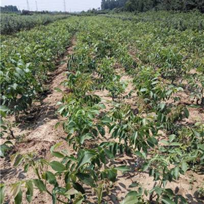 嫁接清香核桃苗的培育与销售 以4公分粗壮苗木为例