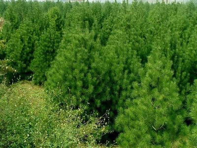 白皮松科学种植与苗圃管理 株距行距优化指南