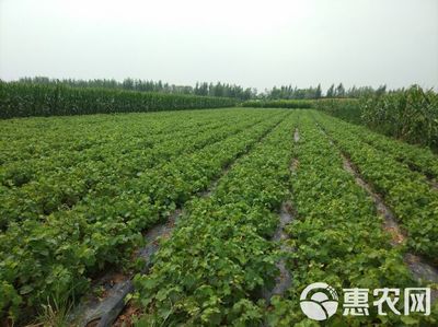 葡萄苗市场前景广阔 苗圃繁育与销售策略详解