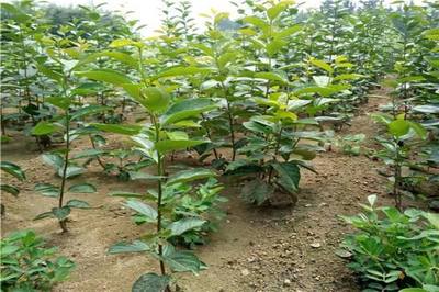 泰安果硕苗木 专业柿子树苗批发与苗圃培育销售一体化服务