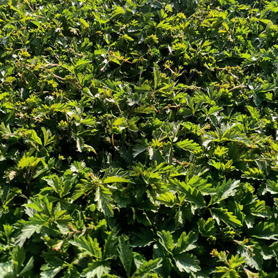 三叶委陵菜培育基地 专业苗圃直供，助力生态绿化与产业发展