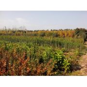 绿源苗圃 匠心培育，专业销售，共筑绿色未来