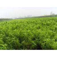 辽宁德伟苗圃 本地培育优质桃李苗木，助力果园丰产增收