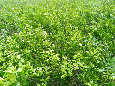 春见柑橘苗选购指南 销售渠道、市场分布与优质苗圃推荐