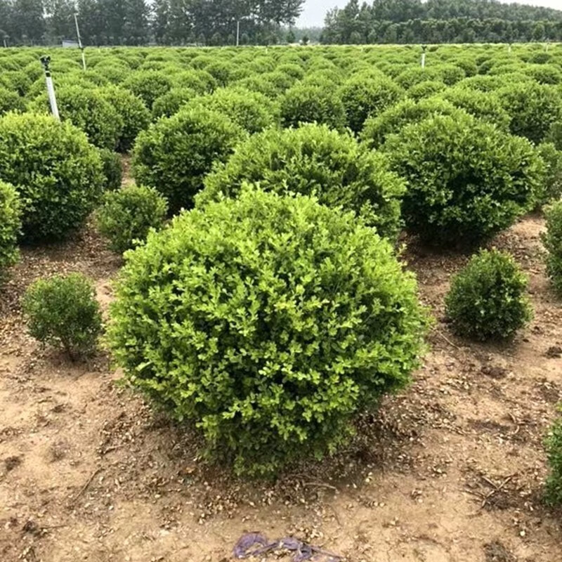 地苗散笼子瓜子黄杨 苗圃培育与专业销售