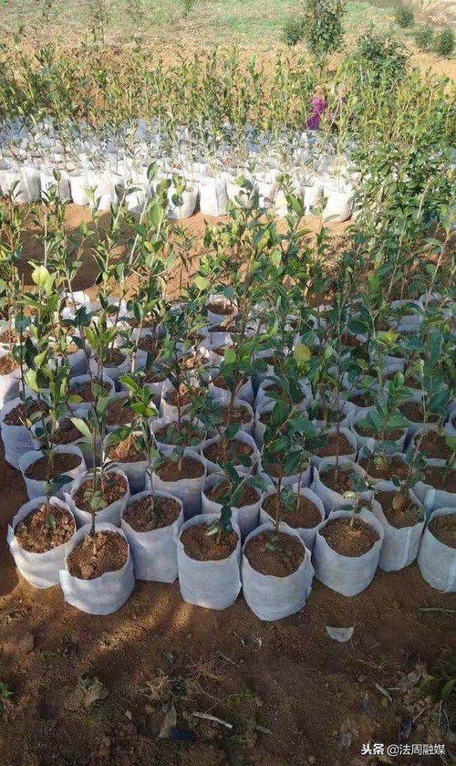 澧县苗圃 精心培育80万株优质油茶苗，助推产业繁荣与乡村振兴