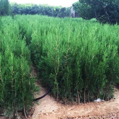 盛鸿园林 营养钵侧柏苗资讯与新品种培育，1.3米侧柏苗圃全解析