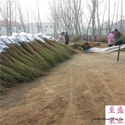 早熟桃树品种的苗圃培育与销售策略